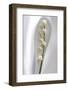 Lily of the Valley-Anna Miller-Framed Photographic Print