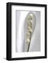 Lily of the Valley-Anna Miller-Framed Photographic Print