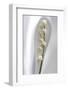 Lily of the Valley-Anna Miller-Framed Photographic Print