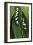 Lily of the Valley-Anna Miller-Framed Photographic Print