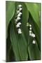 Lily of the Valley-Anna Miller-Mounted Photographic Print