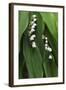 Lily of the Valley-Anna Miller-Framed Photographic Print