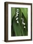 Lily of the Valley-Anna Miller-Framed Photographic Print