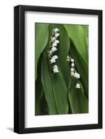 Lily of the Valley-Anna Miller-Framed Photographic Print