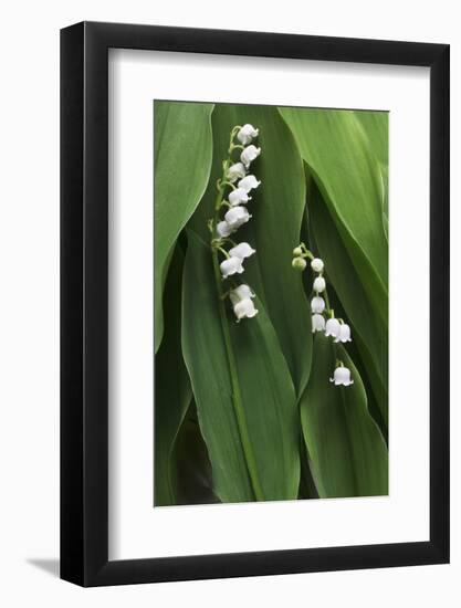 Lily of the Valley-Anna Miller-Framed Photographic Print