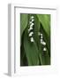 Lily of the Valley-Anna Miller-Framed Photographic Print