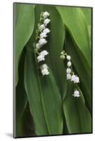 Lily of the Valley-Anna Miller-Mounted Photographic Print