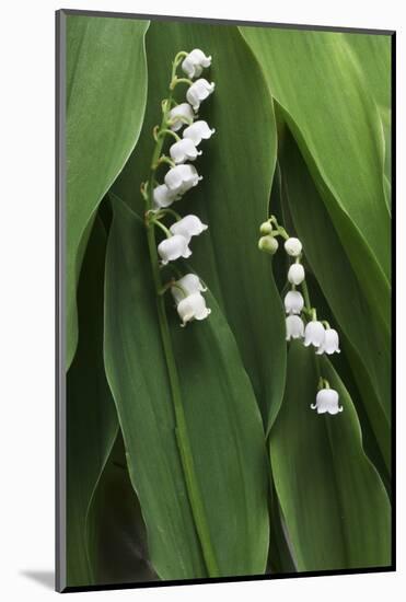 Lily of the Valley-Anna Miller-Mounted Photographic Print