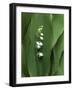 Lily of the Valley-Anna Miller-Framed Photographic Print