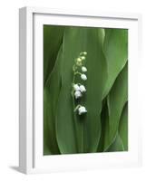 Lily of the Valley-Anna Miller-Framed Photographic Print