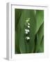 Lily of the Valley-Anna Miller-Framed Photographic Print