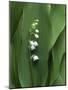 Lily of the Valley-Anna Miller-Mounted Photographic Print