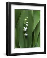 Lily of the Valley-Anna Miller-Framed Photographic Print