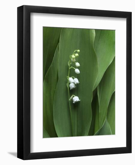 Lily of the Valley-Anna Miller-Framed Photographic Print