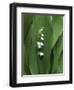 Lily of the Valley-Anna Miller-Framed Photographic Print