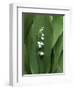 Lily of the Valley-Anna Miller-Framed Photographic Print