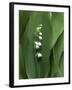 Lily of the Valley-Anna Miller-Framed Photographic Print