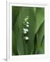 Lily of the Valley-Anna Miller-Framed Photographic Print