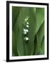 Lily of the Valley-Anna Miller-Framed Photographic Print