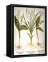 Lily-Of-The-Valley-Besler Basilius-Framed Stretched Canvas