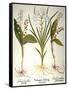 Lily-Of-The-Valley-Besler Basilius-Framed Stretched Canvas