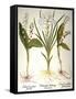 Lily-Of-The-Valley-Besler Basilius-Framed Stretched Canvas