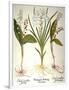 Lily-Of-The-Valley-Besler Basilius-Framed Giclee Print