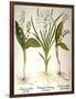 Lily-Of-The-Valley-Besler Basilius-Framed Giclee Print