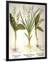 Lily-Of-The-Valley-Besler Basilius-Framed Giclee Print