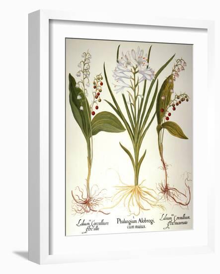 Lily-Of-The-Valley-Besler Basilius-Framed Giclee Print