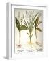 Lily-Of-The-Valley-Besler Basilius-Framed Giclee Print