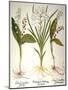 Lily-Of-The-Valley-Besler Basilius-Mounted Giclee Print