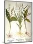 Lily-Of-The-Valley-Besler Basilius-Mounted Premium Giclee Print