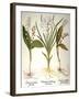 Lily-Of-The-Valley-Besler Basilius-Framed Giclee Print