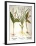 Lily-Of-The-Valley-Besler Basilius-Framed Giclee Print