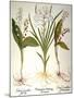 Lily-Of-The-Valley-Besler Basilius-Mounted Giclee Print