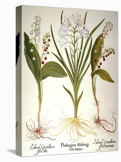 Lily-Of-The-Valley-Besler Basilius-Stretched Canvas