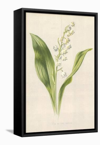 Lily of the Valley-Frederick Edward Hulme-Framed Stretched Canvas
