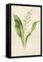 Lily of the Valley-Frederick Edward Hulme-Framed Stretched Canvas