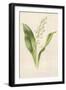 Lily of the Valley-Frederick Edward Hulme-Framed Giclee Print