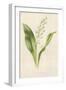 Lily of the Valley-Frederick Edward Hulme-Framed Giclee Print