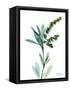 Lily of the Valley-Albert Koetsier-Framed Stretched Canvas