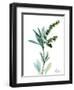 Lily of the Valley-Albert Koetsier-Framed Premium Giclee Print