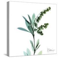 Lily of the Valley-Albert Koetsier-Stretched Canvas