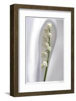 Lily of the Valley-Anna Miller-Framed Photographic Print