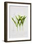 Lily of the valley-Sally Crosthwaite-Framed Giclee Print