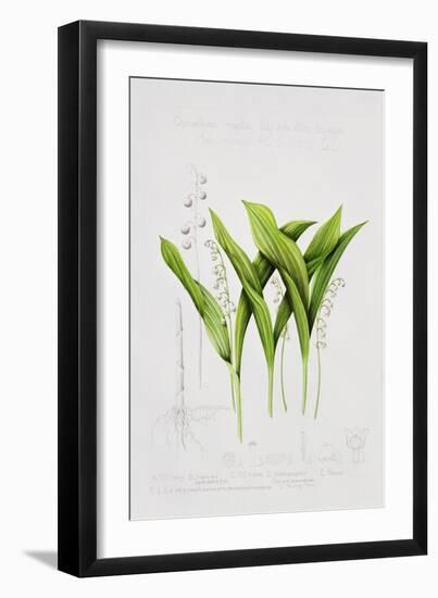 Lily of the valley-Sally Crosthwaite-Framed Giclee Print