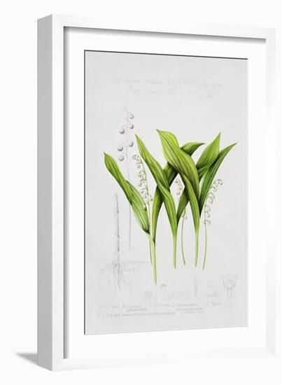 Lily of the valley-Sally Crosthwaite-Framed Giclee Print