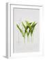 Lily of the valley-Sally Crosthwaite-Framed Giclee Print