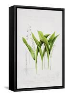 Lily of the valley-Sally Crosthwaite-Framed Stretched Canvas